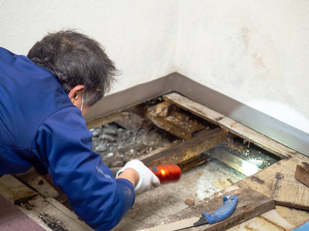 Best Mold Testing and Removal  in Glasgow, MO