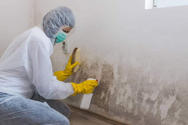 Mold Removal Process in Glasgow, MO