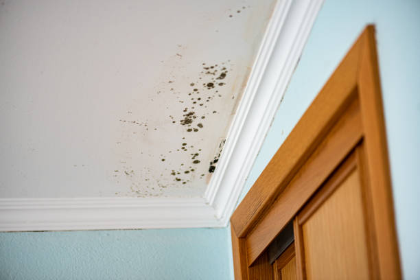 Best Mold Removal and Inspection  in Glasgow, MO