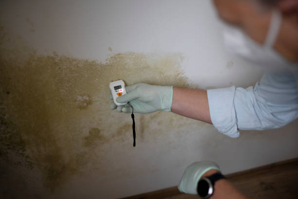 Best Attic Mold Removal  in Glasgow, MO