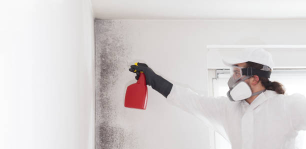 Best Affordable Mold Removal  in Glasgow, MO