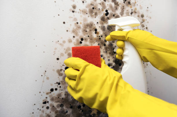 Best Residential Mold Removal  in Glasgow, MO