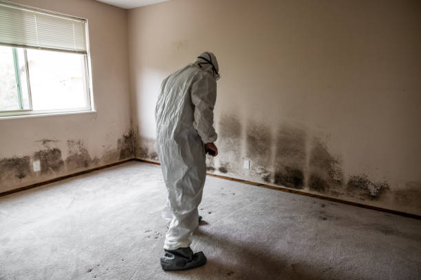 Mold Removal and Inspection in Glasgow, MO