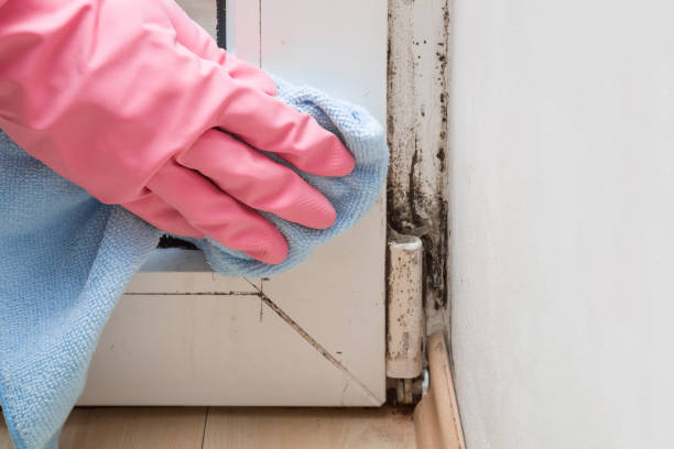 Best Mold Remediation Experts  in Glasgow, MO