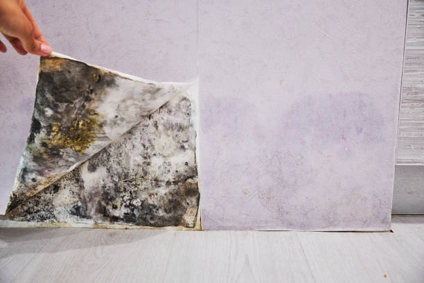 Best Toxic Mold Removal  in Glasgow, MO
